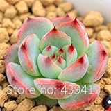 On 500 Rare African Cactus Seeds Mixed Succulent tree Plant Purify Air Bonsai Resistant Heat Easy Ca