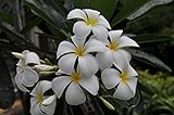 プルメリア・オブツサ　Plumeria obusa　花なし　4.5号ポット苗　シンガポールホワイト