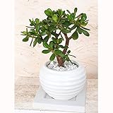 観葉植物：金のなる木6号陶器鉢植え（受け皿付） ノーブランド品