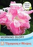 【輸入種子】 Thompson&Morgan MORNING GLORY Spilit Second Double モーニング・グローリー（朝顔）・ スピリット・セカンド・ダブル トンプソン＆モーガン
