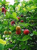 チェリー Barbados cherry Malpighia glabra 10 Seeds ThailandMrk