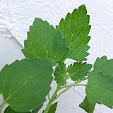 キャットミント：キャットニップ（ネペタ）3号ポット 4株セット[猫が好む香り]