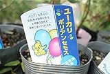 庭木苗　まとめ買い　ユーカリ　ポリアンセテス　２ポットセット　3.5寸鉢　送料込