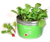 リトルガーデンプロ ラディッシュ 野菜 かぶ 栽培セット 栽培キット