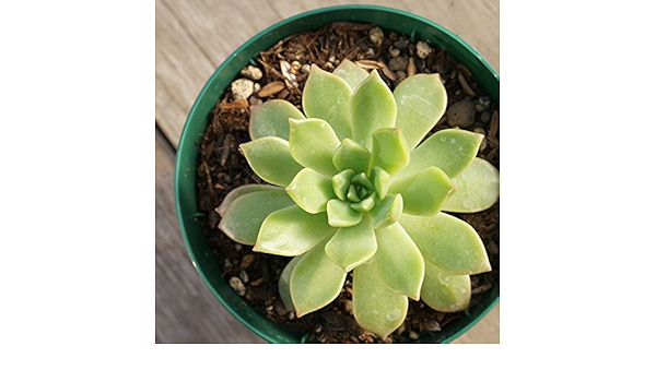 Amazon Co Jp マッコス 7 5cmポット エケベリア Echeveria Marcus 福岡県産 多肉植物 多肉 観葉植物 インテリアグリーン 寄せ植えに 本 ホーム キッチン