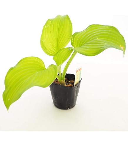 Amazon.co.jp: 斑入り ギボウシ 苗 : DIY・工具・ガーデン