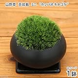 (盆栽)苔盆栽 ミニ "ホソバオキナゴケ"(1鉢) 本州・四国限定[生体]