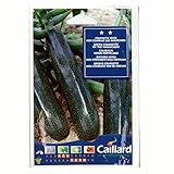 [ダークグリーンの真っ直ぐな実・野菜タネ]ズッキーニ ヴェール クルーズ デ マレシェール 1袋