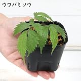 (山野草)ウワバミソウ(赤ミズ) 3号(1ポット) 山菜 家庭菜園 本州・四国限定[生体]