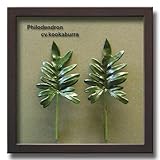「Philodendron cv.kookaburra」【リーフコレクション】(リーフインテリアフレーム)【人工観葉植物フレーム】[絵画通販]【絵のある暮らし】