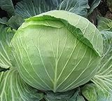野菜Ballheadキャベツの種子Kolobok F1ウクライナハイブリッドNON-GMO