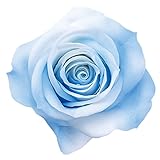 大地農園 プリザーブドフラワー ローズ・いずみ・ホイップ(9輪入り) ホワイトブルー DO04510-621