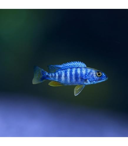 アフリカンシクリッド 全て アーリー フロントーサ 等