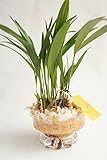 【業界初!!!!　純国産ひのきを使用した観葉植物。お部屋に広がるひのきの香りで癒しの空間に。】　ハイドロカルチャー　観葉植物　デザートグラス　ひのき
