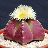 195.アストロフィツム紅の兜。 (Astrophytum myriostigme purple 5粒) [並行輸入品]