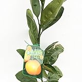 みかん 苗木 青島みかん 13.5cmポット苗 ミカン 苗 蜜柑