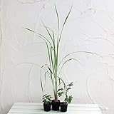 ハーブの虫よけスプレー用3種セット（ミントスペア・ゼラニウムローズ・レモングラス） ノーブランド品