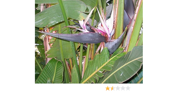 Amazon ストレリチア ニコライ ルリゴクラクチョウカ 瑠璃極楽鳥花 の種 粒 花