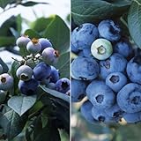 群馬県産品種ブルーベリー：あまつぶ星とおおつぶ星2種4株セット3号ポット[受粉樹セット][苗木] ノーブランド品