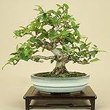 いよじ園 【父の日ギフト】（） イワシデ/岩四手（小品盆栽）（雑木盆栽 いよじ園）