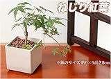 敬老の日 寄せ植え 盆栽 スーパースペシャルシリーズ 敬老の日 寄せ植え 8号 盆栽【ねじり紅葉×抹茶カステラ】 定型メッセージカード 産直出荷 お届け先地域によっては別途送料がかかる場合があります