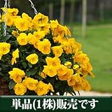 パンジー フリーフォール系 ゴールデンイエロー 10.5cmサイズ大ポット 1ポット パンジー ビオラ すみれ 苗 寄せ植え