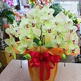 胡蝶蘭 鉢植え 黄色 3本立ち （生花）お祝いギフトや誕生日プレゼント、退職お祝いなどに長持ちする蘭の花の贈り物