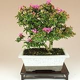 いよじ園 [] 姫サルスベリ/百日紅（小品盆栽） 【花物盆栽】