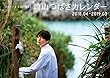 崎山つばさカレンダー 2018.04~2019.03 (マルチメディア)