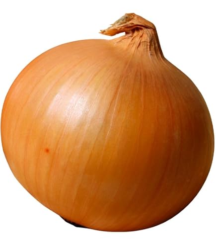 Amazon.co.jp: 野菜球根 ホームたまねぎ赤25球☆ポンと置くだけ