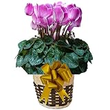 パ-プルシャワー　さかもと園芸　達人のシクラメン　花鉢植え　ギフト　プレゼント　贈答品　クリスマス　お歳暮