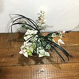 苔玉 ハツユキカズラ　黒竜の苔玉