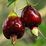 国華園　果樹苗　セレージャ　1株