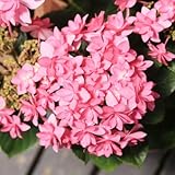 庭木・植木：アジサイ（紫陽花） “ダンスパーティ”