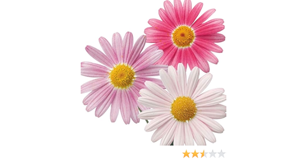 Amazon 国華園 花苗 マーガレット ストロベリーホイップ 2株 21年春商品 花