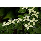 常緑ヤマボウシ/ヒマラヤ　株立　樹高1.8m前後