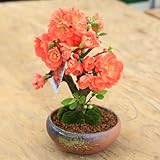 小品盆栽：品種が選べる春放花(瀬戸焼鉢)*木瓜 (長寿楽)