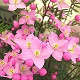 春の可愛い花 ボロニア：ピナータ 5号かご付き鉢植え ピンクの可愛い星形の花は誕生日プレゼントやお祝い花ギフト