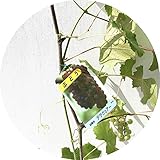 ぶどう 苗木 デラウェア 12cmポット苗 ブドウ 苗 葡萄