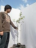 りんご つがる 樹高1.0m程度 2年生苗