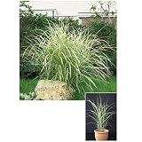 オンリーワン　植栽・個性派植物　ススキ・シマススキ　　KJ6-TSSS