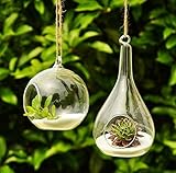 Siyaglass 2/Packing Hanging Terrarium Glass Vase Flower Plant Decoration--Orb and Teardrop [並行輸入品]