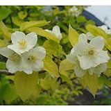 バイカウツギ（梅花ウツギ）：黄金葉3.5号ポット[一重白花で明るい黄金葉] ノーブランド品