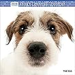 ジャック・ラッセル・テリア 2018年 カレンダー 壁掛け CL-1123