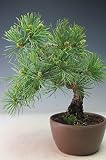 盆栽 松 福島五葉松の盆栽【現品】