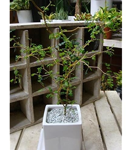 Amazon｜観葉植物 ソフォラ ミクロフィラ/リトルベイビー｜観葉