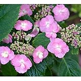 ヤマアジサイ：タフスタッフ3.5号ポット[耐寒性のある二季咲山あじさい！] ノーブランド品