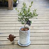 観葉植物　SOUJU（創樹）ブランド：オリーブの木*ロゼッタトール　受け皿付　バークチップ