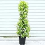 庭木：メラレウカ（メラリュウカ）レボリューションゴールド*大人気オーストラリアの植物！