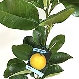 ざぼん 苗木 晩白柚 13.5cmポット苗 ばんぺいゆ ザボン 苗